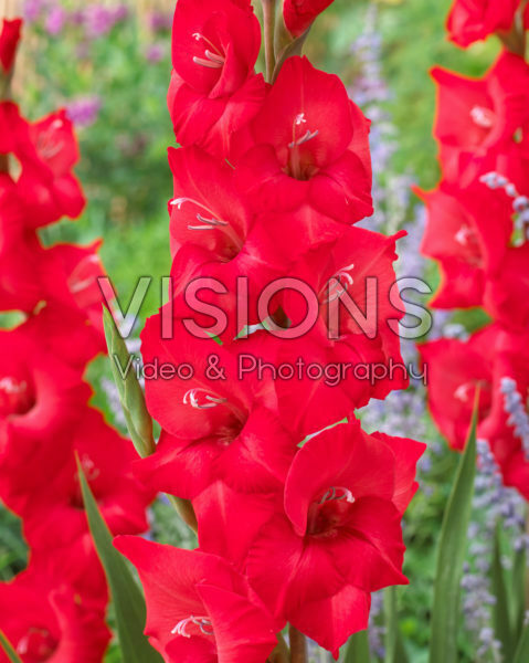 Gladiolus rood Gladiolus rood