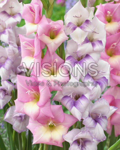 Gladiolus combinatie Gladiolus combinatie