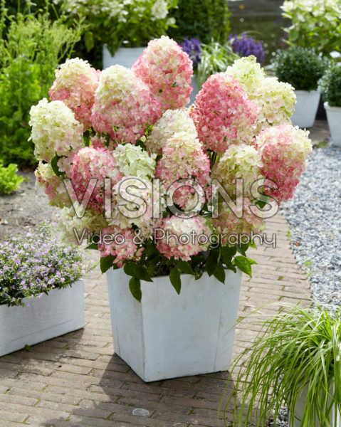 Hydrangea paniculata Diamant Rouge ® Hydrangea paniculata Diamant Rouge ®
