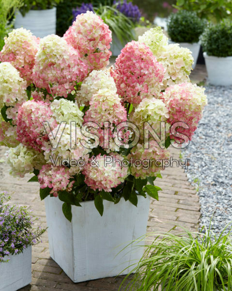 Hydrangea paniculata Diamant Rouge ® Hydrangea paniculata Diamant Rouge ®