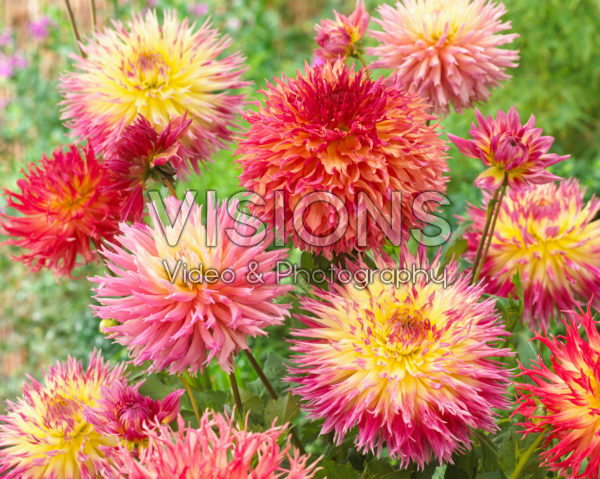 Dahlia Fimbriata mix Dahlia Fimbriata mix