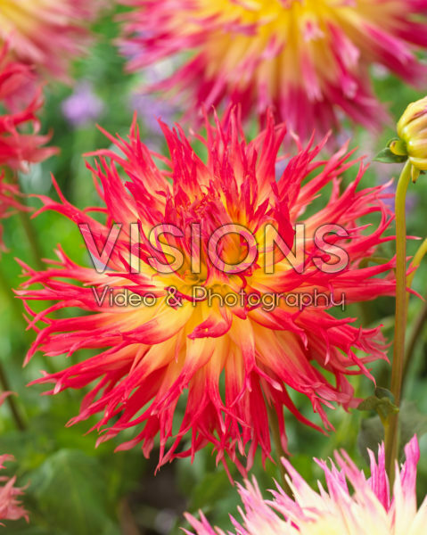 Dahlia Pinelands Pam Dahlia Pinelands Pam