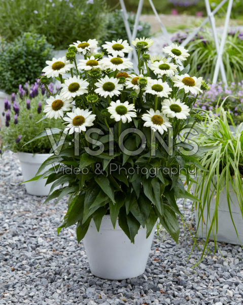 Echinacea SunSeekers White Echinacea SunSeekers White