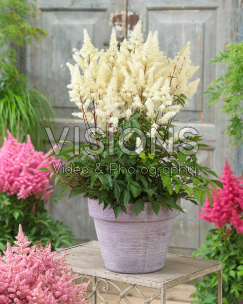Astilbe arendsii Rock and Roll ® Astilbe arendsii Rock and Roll ®