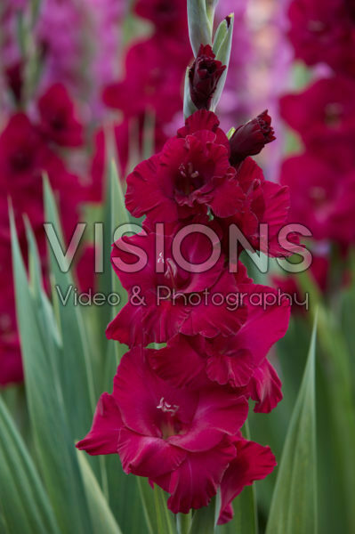 Gladiolus Verdi ® Gladiolus Verdi ®