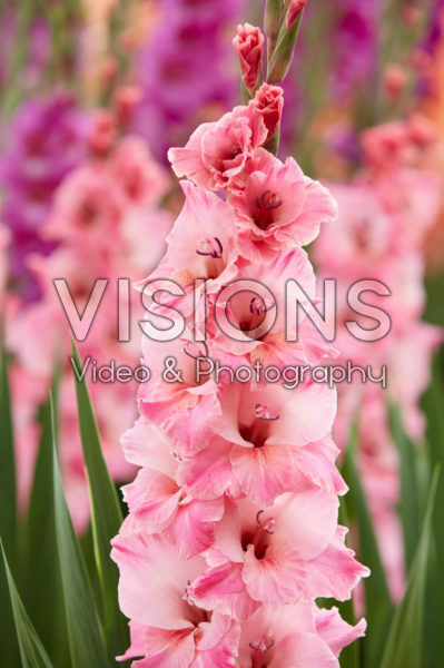 Gladiolus Bartok ® Gladiolus Bartok ®