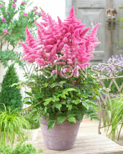 Astilbe arendsii Rhythm and Blues ® Astilbe arendsii Rhythm and Blues ®