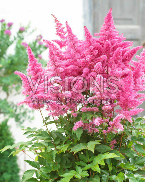 Astilbe arendsii Rhythm and Blues ® Astilbe arendsii Rhythm and Blues ®