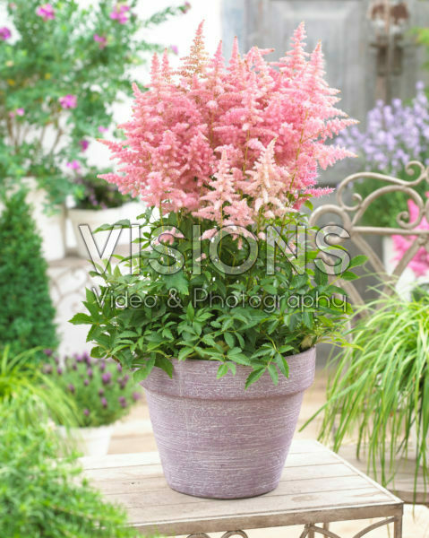 Astilbe arendsii Country and Western ® Astilbe arendsii Country and Western ®