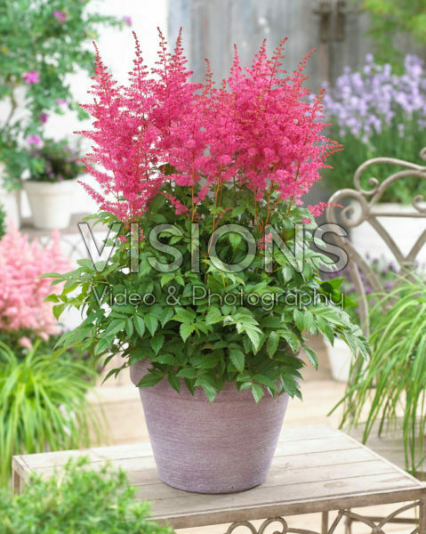 Astilbe arendsii Jump and Jive ® Astilbe arendsii Jump and Jive ®