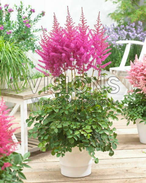 Astilbe chinensis To Have and to Hold