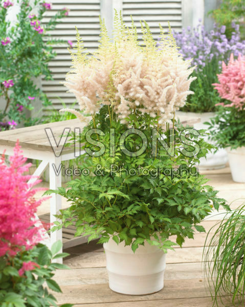 Astilbe chinensis Milk and Honey ® Astilbe chinensis Milk and Honey ®