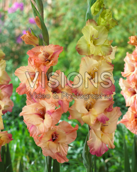 Gladiolus Shooter combinatie Gladiolus Shooter combinatie