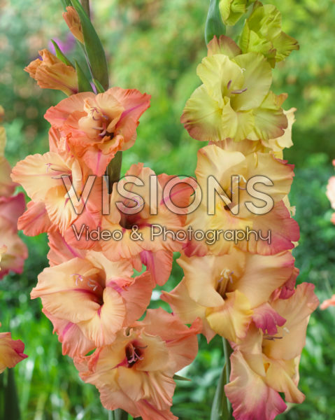 Gladiolus Shooter combination Gladiolus Shooter combination