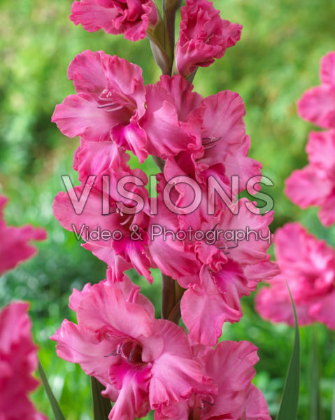 Gladiolus Kingston Ruffle Gladiolus Kingston Ruffle