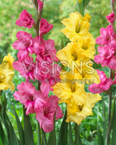 Gladiolus Kingston Ruffle, Gilded Age Gladiolus Kingston Ruffle, Gilded Age