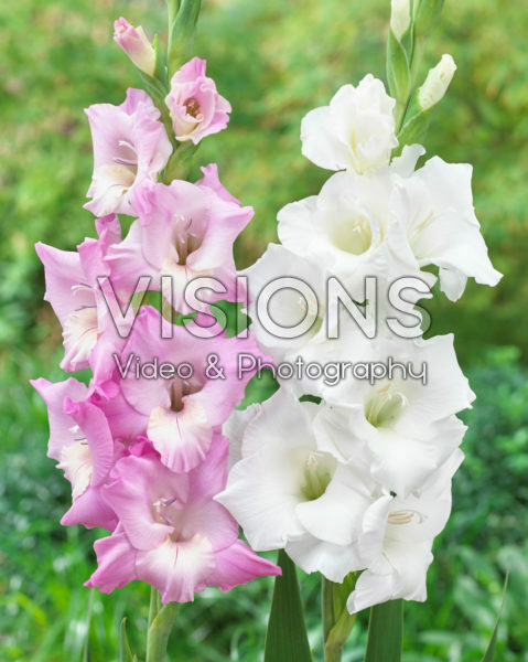 Gladiolus combination