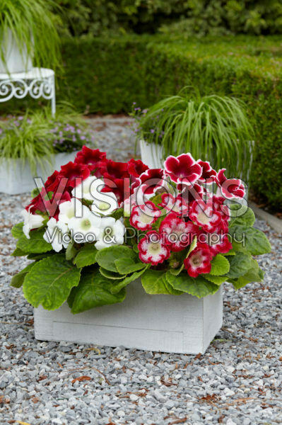 Gloxinia mix Red Gloxinia mix Red