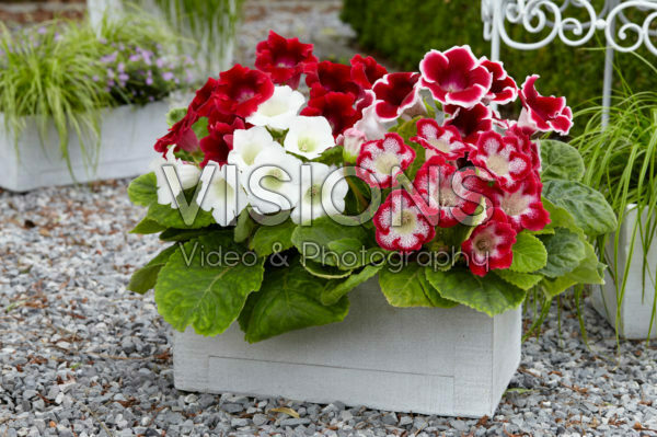 Gloxinia mix Red Gloxinia mix Red