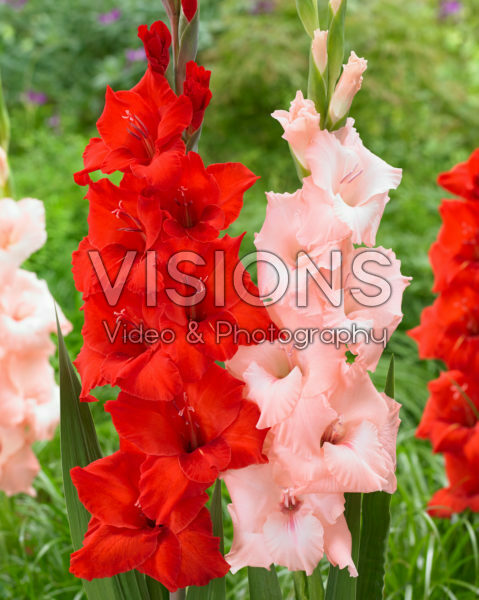 Gladiolus combinatie Gladiolus combinatie