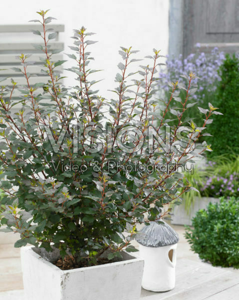 Physocarpus opulifolius Little Red Joker ® Physocarpus opulifolius Little Red Joker ®