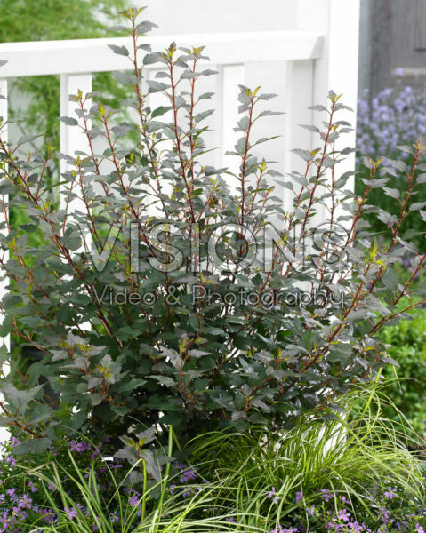 Physocarpus opulifolius Little Red Joker ® Physocarpus opulifolius Little Red Joker ®