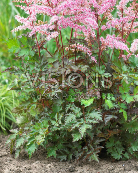 Astilbe Delft Lace ® Astilbe Delft Lace ®