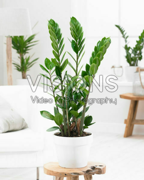 Zamioculcas zamiifolia Zamioculcas zamiifolia