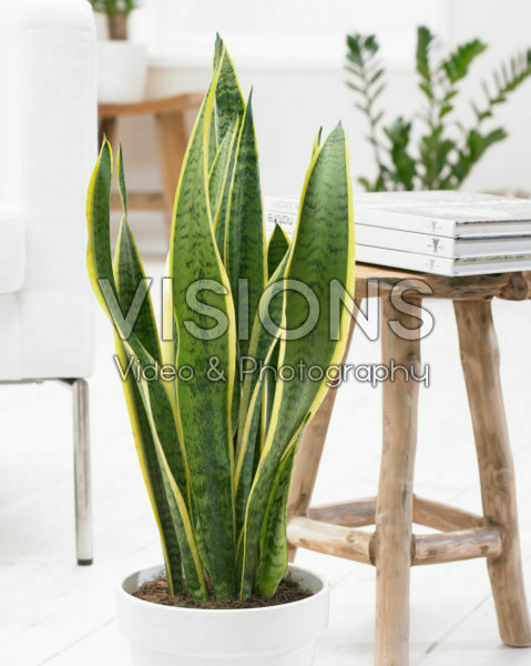 Sansevieria Sansevieria