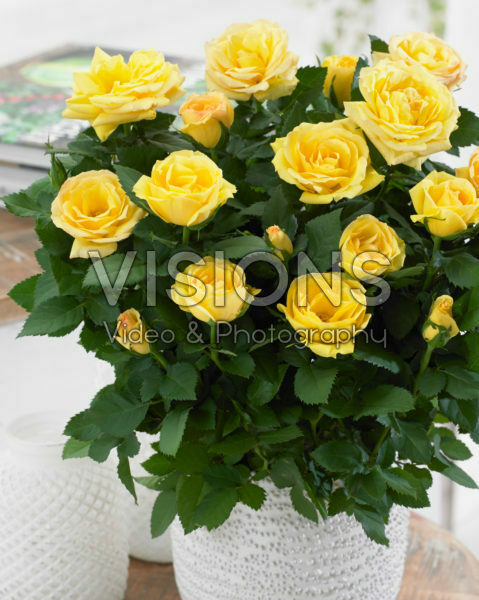 Rosa yellow Rosa yellow