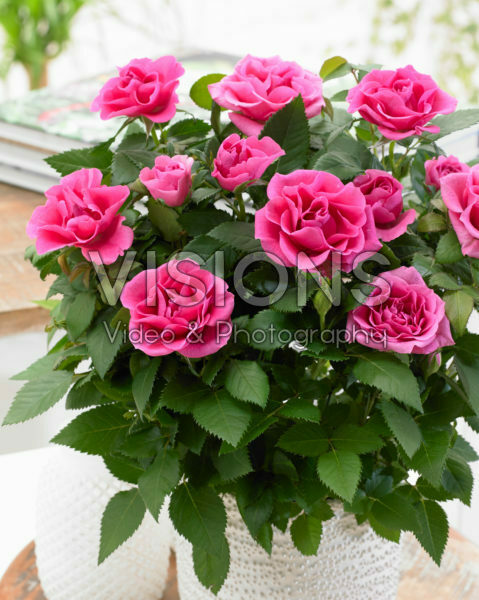 Rosa roze Rosa roze
