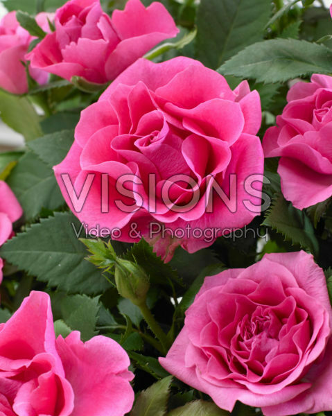 Rosa roze Rosa roze