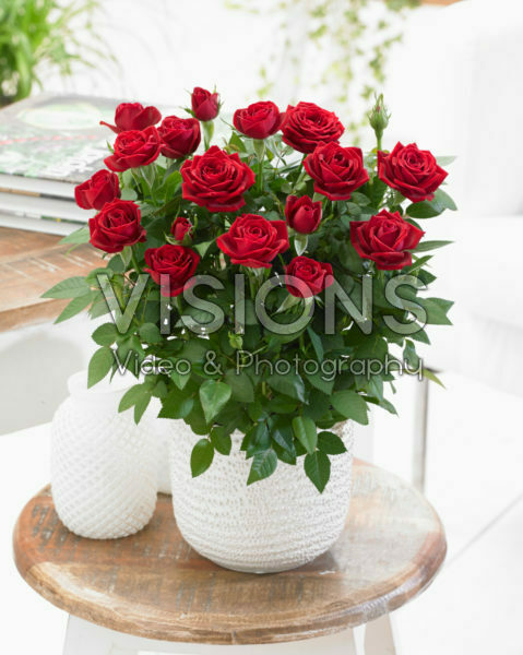 Rosa rood Rosa rood