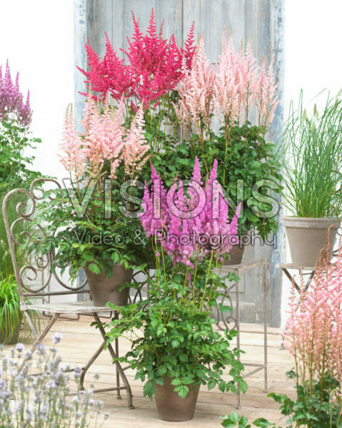 Astilbe mix Astilbe mix