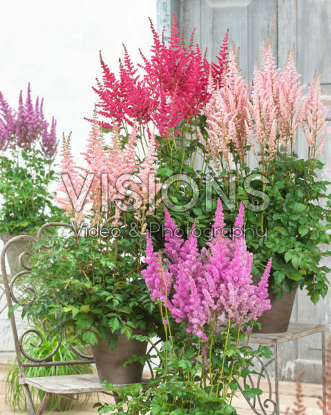 Astilbe mix Astilbe mix