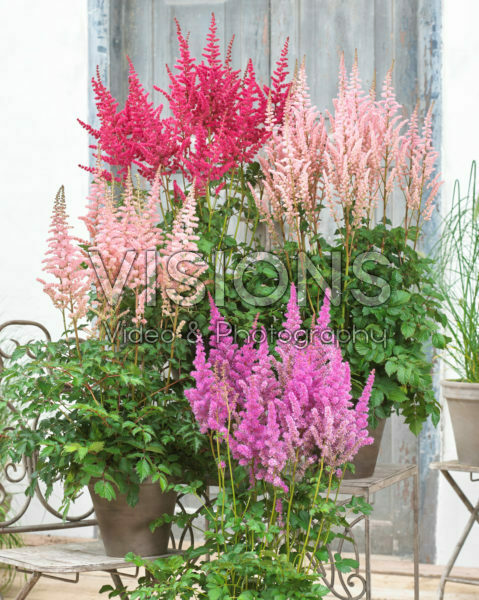 Astilbe mix Astilbe mix