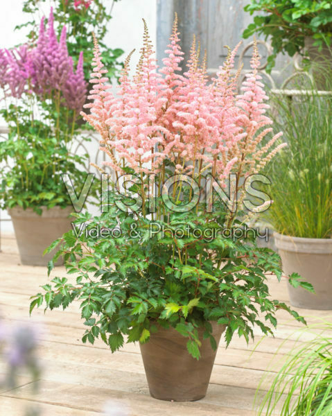 Astilbe Censation™ Glitter and Glamour Astilbe Censation™ Glitter and Glamour