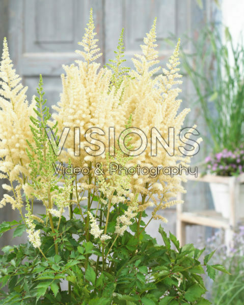 Astilbe chinensis Diamonds and Pearls ®