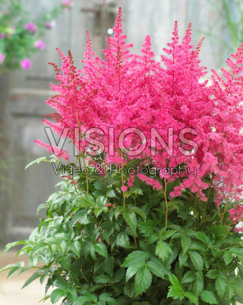 Astilbe arendsii Jump and Jive ®