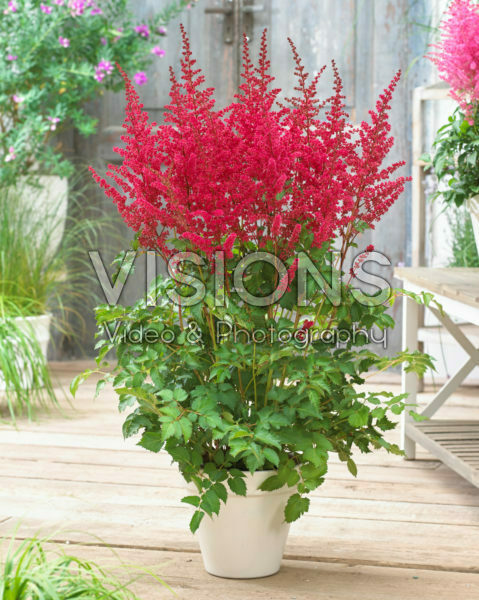 Astilbe chinensis Alive and Kicking