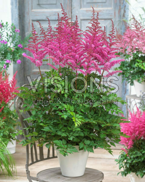 Astilbe chinensis Love and Pride ®