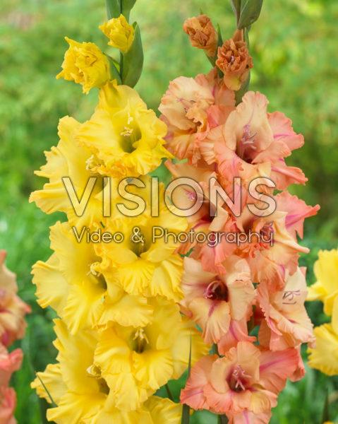 Gladiolus combination Gladiolus combination