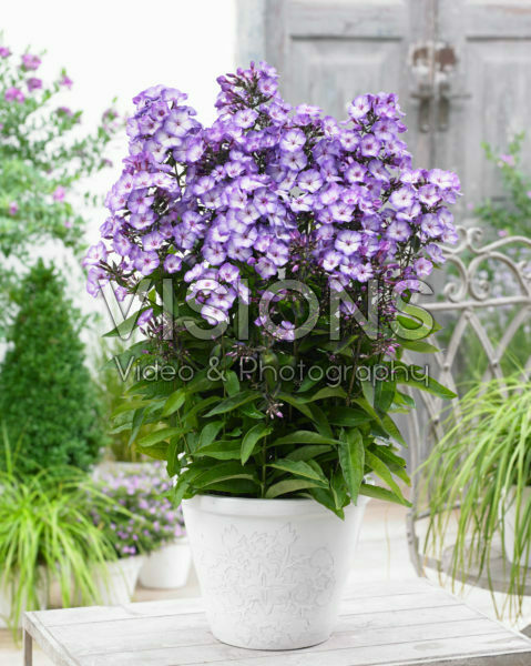 Phlox Sweet Summer Fantasy