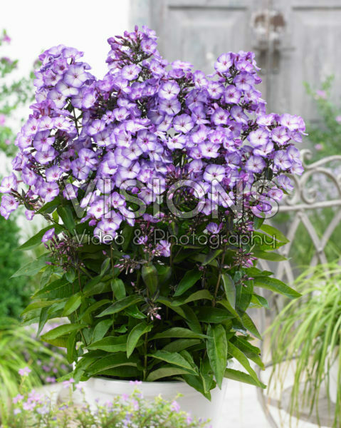 Phlox Sweet Summer Fantasy Phlox Sweet Summer Fantasy