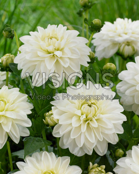 Dahlia White Fashion Dahlia White Fashion