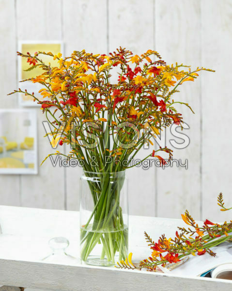 Crocosmia mixed Crocosmia mixed