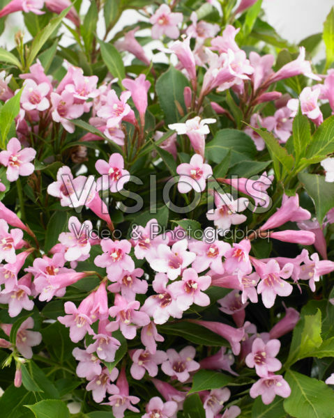Weigelia florida Pink Poppet Weigelia florida Pink Poppet