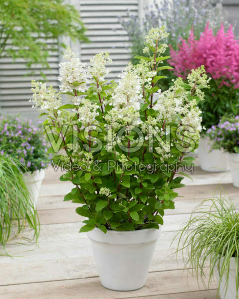 Hydrangea paniculata Baby LaceĀ® Hydrangea paniculata Baby LaceĀ®