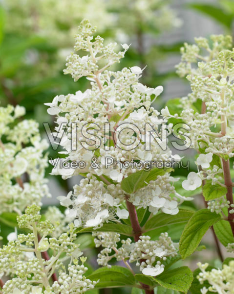 Hydrangea paniculata Baby LaceĀ® Hydrangea paniculata Baby LaceĀ®