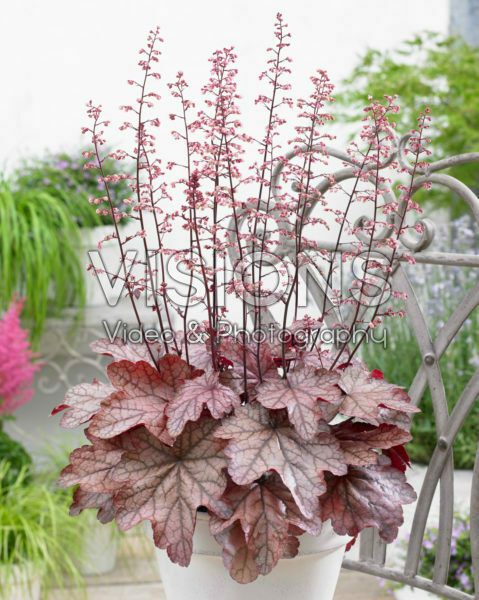 Heuchera Plum Power Heuchera Plum Power